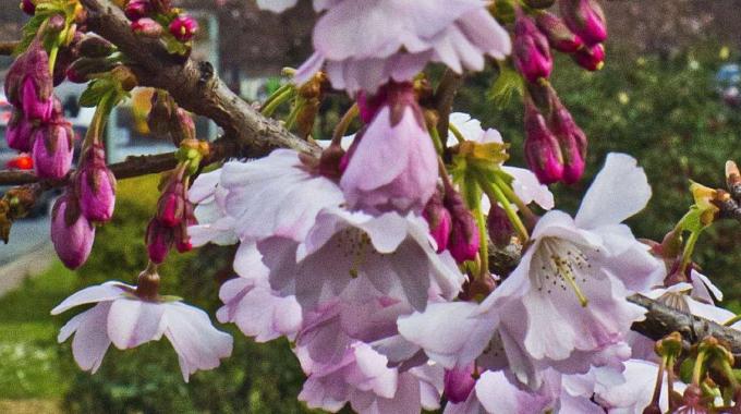 Fiori di ciliegio giapponese (Olycom)